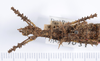 CollectionObject 1556946; 5751e413-6aab-414d-8c72-f3d4e9de5aef: copyright ANSP. female: head & thorax, dorsal view (holotype). (CollectionObject).