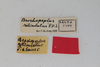 CollectionObject 1505714; 8c5e27ea-7eed-4a0c-867d-c977c139950a: female, labels (holotype). (CollectionObject).
