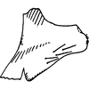 Pygofer, lateral view on Shamala (Shamala) ricasta Dworakowska, 1981: Pygofer, lateral view. (Observation).