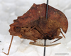 Hymenotes triangularis Westwood, 1837: female, lateral habitus, Mount Makiling, UPLBMNH, scale bar: 5 mm. (Otu).