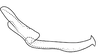 Stylus on Coarctana asymmetrica Domahovski & Cavichioli, 2023: Male holotype [DZUP]: style, lateral view. (Observation).