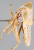 Habitus, lateral view on Diacra canescens Emeljanov, 1961: holotype. (Observation).
