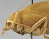 CollectionObject 1541604; 9d7c23b1-3480-491f-91cf-035500c57ceb: female pronotum lateral (paratype). (CollectionObject).