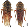 Habitus, dorsal view: Guatemala, Antigua, USNM. (Observation).