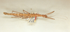 CollectionObject 1559788; 585808f9-22a5-4cf9-9371-279b0f81966d: copyright Oliver Zompro. female (syntype). (CollectionObject).