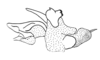 Anoptotettix levis Amédégnato & Descamps, 1979: Fig. 106. phallic complex, lateral view. (Otu).