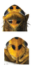 Head: head and thorax dorsal view, face. (Observation).