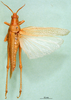 CollectionObject 1501056; 0674c0dd-043a-40d5-b6e2-803411b76061: male, dorsal view (lectotype). (CollectionObject).