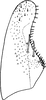 Subgenital plate: !! display not done !! on Erythridula stolata (McAtee, 1920): Subgenital plate. (Observation).
