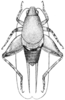 Pl. 13 fig. 7. male, dorsal view (body length 5.4mm, pronotum 3.2mm, hind femur 3.8mm). Depicts Cycloptilum bidens Hebard, 1931, an Otu.