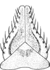 Subgenital plate: !! display not done !! on Paraphlepsius (Paraphlepsius) planus (Sanders & DeLong, 1922): Subgenital plate. (Observation).