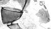 Stylus.: First marginal tubercle and coxa of A. fabae. (Observation).