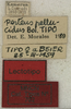 CollectionObject 1535115; 6df839bb-63e1-4e75-ad3c-6b3d48209e06: labels (lectotype). (CollectionObject).