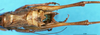 CollectionObject 1505026; e357b106-8961-488f-a5ef-9597c445b977: male abdomen tip, dorsal view (holotype). (CollectionObject).