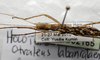 CollectionObject 1576286; SPM SP/EPH/02165, 0e14ca7e-9a78-492f-97e7-fcbff8501fd2: copyright SPM, Kinabalu. female: head & thorax, dorsal view (holotype). (CollectionObject).