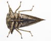 Live specimen: !! display not done !! on Heliria cristata (Fairmaire, 1846): (Observation).