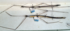 CollectionObject 1561635; NMW 316, e6238757-93a0-43f7-83a8-157940d17ec6: copyright NMW, Vienna. male, lateral view of synonym Clitumnus laevigatus (syntypes). (CollectionObject).