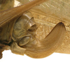 CollectionObject 1505862; 194c67dd-bbfa-4e0a-8203-bed6f453dd59: female ovipositor (holotype). (CollectionObject).