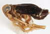 Habitus, lateral view on Delphacodes lividus Beamer, 1948: (Observation).