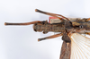 CollectionObject 1561457; bdd46e1a-8c06-4397-bc43-fabaad6d7eba: copyright ANSP. female: head & thorax, dorsal view (holotype). (CollectionObject).