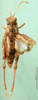 CollectionObject 1501890; 2f01f41e-460e-4a38-97e5-34793563d096: male, dorsal view (paratype). (CollectionObject).