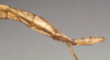 CollectionObject 1559003; 4028b536-c9dd-4f08-88e2-7a845a6bbdaf: copyright NMW, Vienna. female: end of abdomen, lateral view (syntype). (CollectionObject).;CollectionObject 1559004; 7a18dcb6-71d9-48cb-9cd6-479cc4d34567: copyright NMW, Vienna. female: end of abdomen, lateral view (syntype). (CollectionObject).