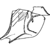 Pygofer, lateral view on Dialecticopteryx (Akotettix) centromaculata (Ramakrishnan & Menon, 1972): pygofer or process. (Observation).