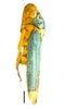 Habitus, dorsal view: !! display not done !! on Molomea xanthocephala (Germar, 1821): Specimen from Parque Nacional do Itatiaia, Southeastern Brazil, by C. M. F. Silva 2014. (Observation).
