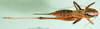 CollectionObject 1502688; 88d840f7-f44d-42f0-8775-046279142bf1: female, dorsal view (paratype of Metrioptera dofleini). (CollectionObject).