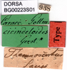 CollectionObject 1501819; 62d1d44a-ab76-4baa-978d-13445b40bed8: labels (syntype). (CollectionObject).