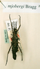 CollectionObject 1558290; d61cacf8-4ea5-4c30-80f4-ec0266de161f: copyright NHRS, Stockholm. female (holotype). (CollectionObject).