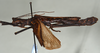 CollectionObject 1561461; 1d77f75d-7c03-42e0-8087-c393aa10e6dc: copyright USNM, Washington. (CollectionObject).