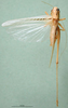 CollectionObject 1595978; b0a6817f-e853-4ece-b6a9-09050fbe28e0, DORSA BTtesnolS01: male, dorsal view (paralectotype). (CollectionObject).