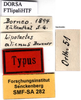 CollectionObject 1505302; 90e0dbf4-7af2-44ec-a6c0-0bf3a1e0f963, DORSA FTlipaliHTF: labels (holotype). (CollectionObject).