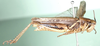 Digrammacris distinguendus (Stål, 1861): as Catantops coerulescens. female, lateral view. (Otu).