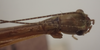 Micadina difficilis Günther, 1940: copyright ZFMK, Bonn. male: Head, dorsal view (syntype). (Otu).