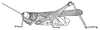 Phyllocercus bicoloripes Uvarov, 1941: Page 127, Figure 2. male habitus. (Otu).
