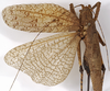 CollectionObject 1529679; ebb37810-7a8b-43a6-bdff-fb041c671801: female, dorsal view (holotype). (CollectionObject).