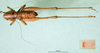 CollectionObject 1576345; b203f00d-a792-4bcb-a266-9ee287286858: male, dorsal view. (CollectionObject).
