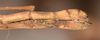 CollectionObject 1559689; b2a489ad-543e-4d64-94cb-86236d2114e3: copyright OUMNH. female: end of abdomen, lateral view of synonym Necroscia marmessus (paralectotype). (CollectionObject).