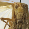 CollectionObject 1539796; a7971dad-8a5c-4b3c-9b49-d72f4f82ee32: male face (holotype). (CollectionObject).