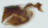 Pygofer, lateral view: (Observation).