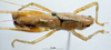 CollectionObject 1532847; NMW 3224891, d1b487f5-7152-4e67-82d8-da627a88caec: male head and pronotum (syntype). (CollectionObject).