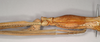 CollectionObject 1558980; 9ce04cf2-0fdf-46a7-a999-2ee5ae1f702f: copyright Natural History Museum, London. female: head and thorax, lateral view (syntype). (CollectionObject).;CollectionObject 1558981; 1d8be626-f38d-4f0e-9cc5-abf9cf7fbfdf: copyright Natural History Museum, London. female: head and thorax, lateral view (syntype). (CollectionObject).
