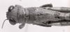 CollectionObject 1523828; e4e0a5aa-a5dd-41a4-a5ab-f29df6829051: male, dorsal view (holotype). (CollectionObject).