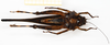 CollectionObject 1583822; d2c07bd1-238f-4644-84fe-dee48411da62: female, ventral view. (CollectionObject).
