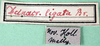 CollectionObject 1501962; 966b5713-e854-4e1f-b28c-759ad73db253: labels (syntype of Hemideina ligata). (CollectionObject).