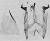 Other: Pygofer lobe, aedeagus, connective, and styli. (Observation).