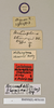 Ancaudellia thomsoni (Kirby, 1903): Copyright Natural History Museum, London. Labels from lectotype (adult female) in BM(NH). (Otu).