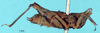 CollectionObject 1580163; 1296b711-1b45-466d-85d4-9f2e26089de5: female, lateral view (paratype). (CollectionObject).